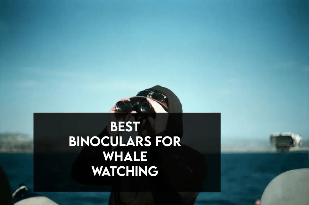 10 Best Binoculars For Whale Watching in 2022 【Affordable】 DopeGuides